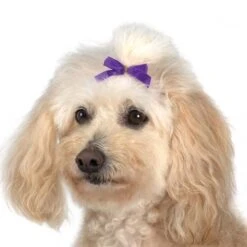 Aria Multi Colour Bow Canister 3/8in 100 PC -Pet Care Shop AR 16199 2