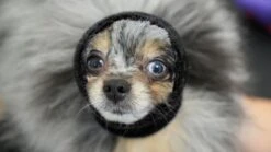 Happy Hoodie Black, X-Small 15 Happy Hoodie Black, X-Small -Pet Care Shop HH 00 BK 3