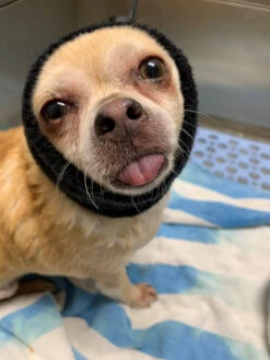 Happy Hoodie Black, X-Small 16 Happy Hoodie Black, X-Small -Pet Care Shop HH 00 BK 4