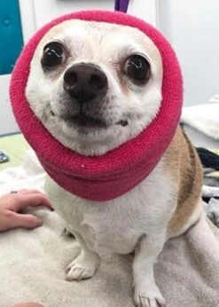 Happy Hoodie Pink, Pack Of 2 -Pet Care Shop HH 01 PK 4