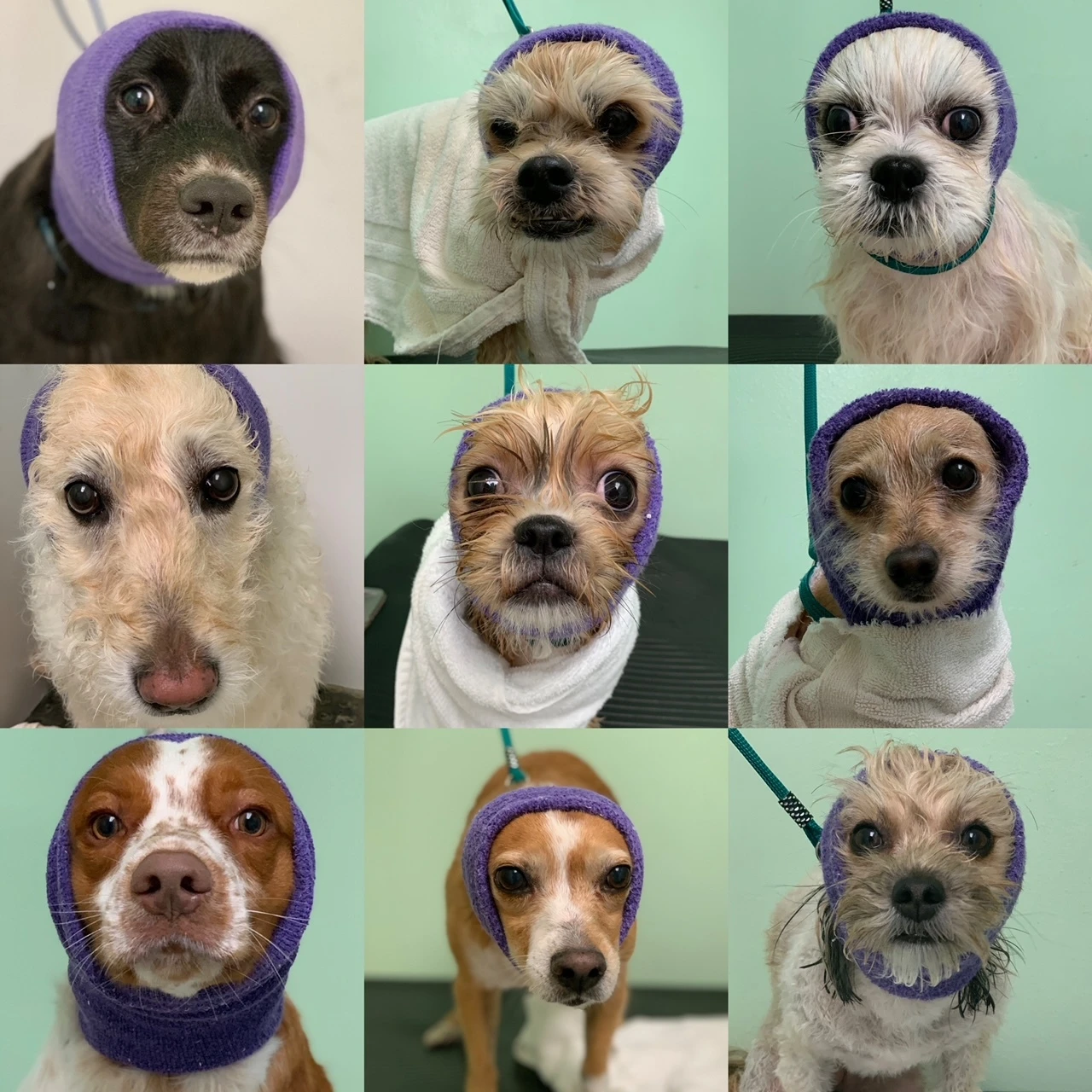 Happy Hoodie Purple, Pack Of 2 5 Happy Hoodie Purple, Pack Of 2 - Image 3