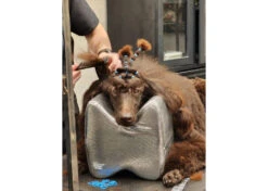 Show Tech Topknot Cushion Pillow Glitzy Black - Medium 13 Show Tech Topknot Cushion Pillow Glitzy Black - Medium -Pet Care Shop ST 94918 5